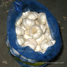 New Crop High Quality Pure White Garlic